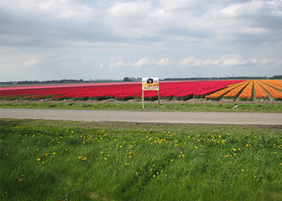 tulpen