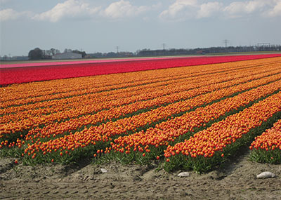 tulpen