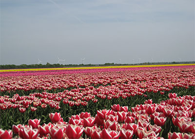 tulpen