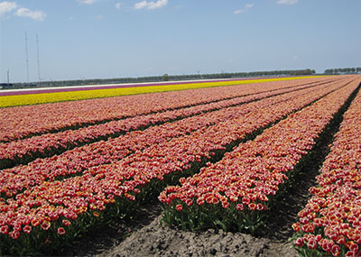 tulpen