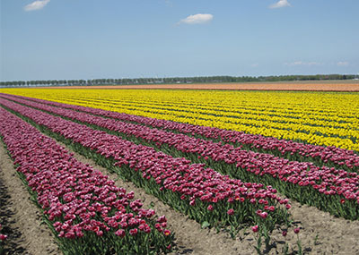 tulpen