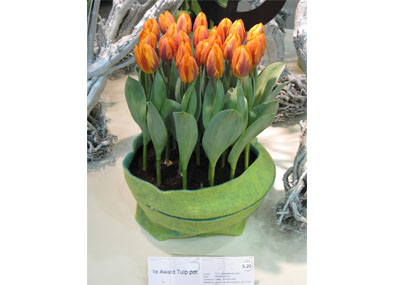 tulpen